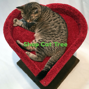 Shop Cat Tree/Furniture